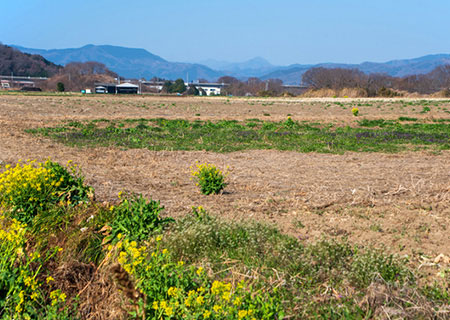 土地活用ガイド<br />農地の写真